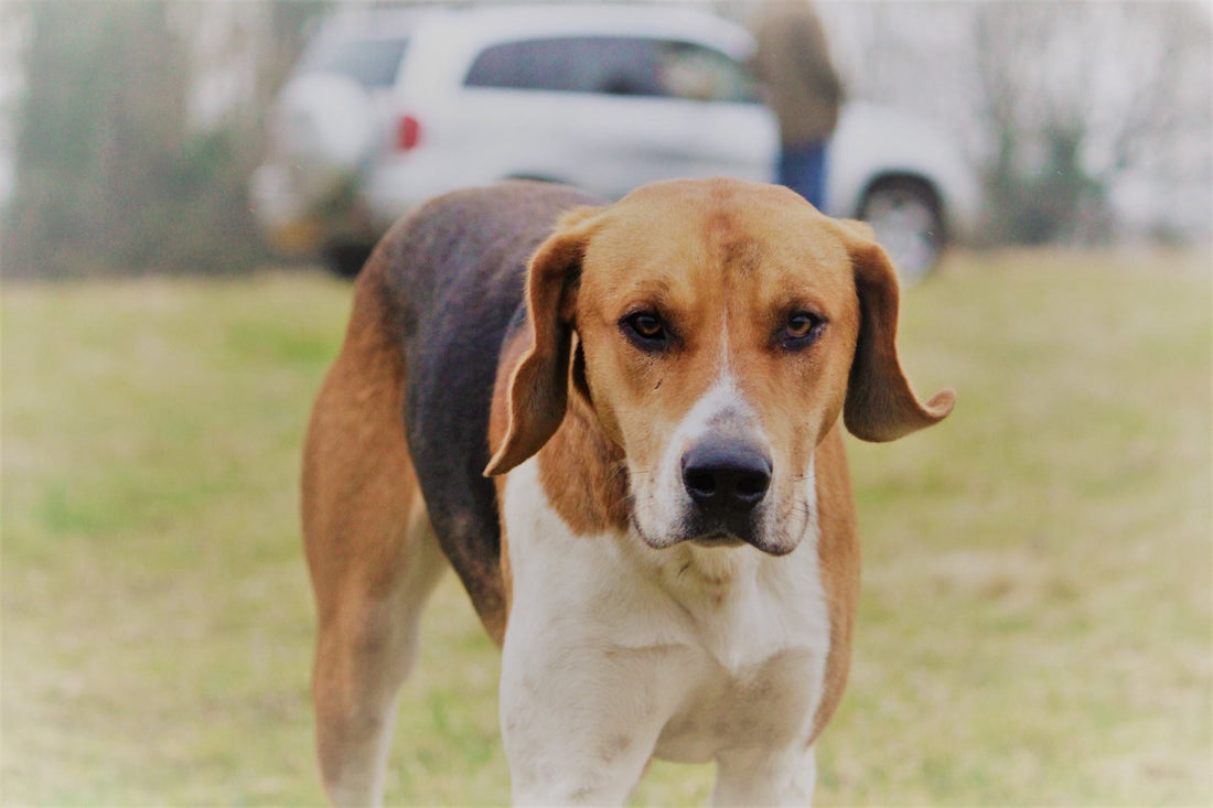 Commonly heard terms while out hunting.